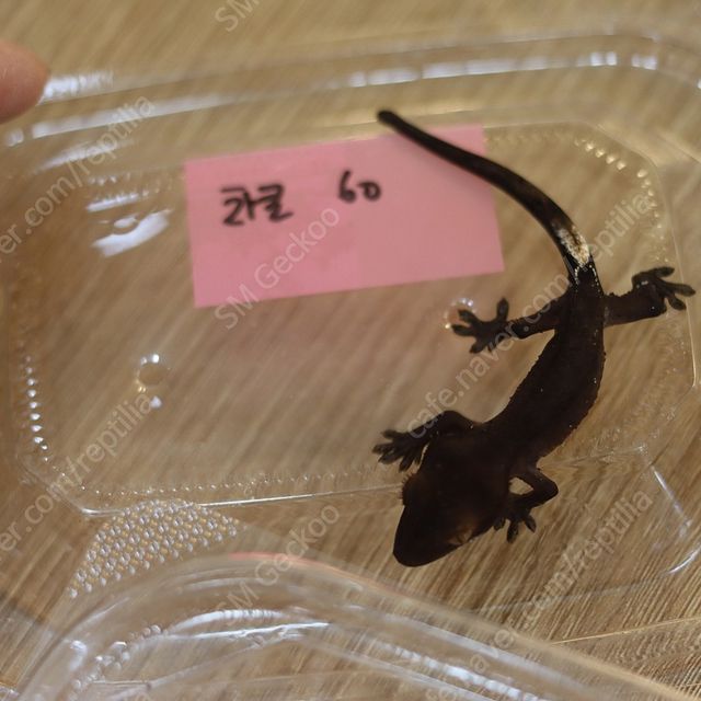 챠콜