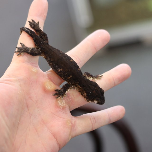 레드바 멜라니스틱