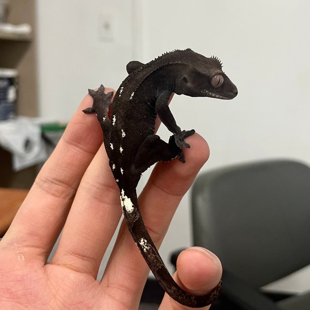 챠콜 아잔틱 다크 블랙