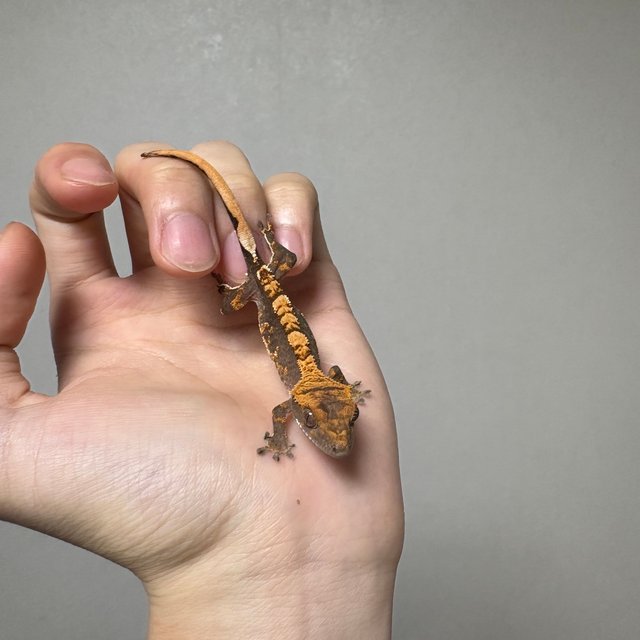 릴리100%헷아잔틱 100%헷아잔틱