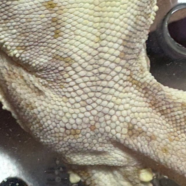 릴리100%헷아잔틱 100%헷아잔틱