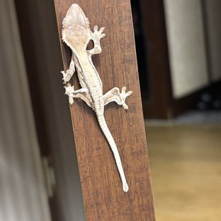 릴리 세이블 릴리화이트 세이블