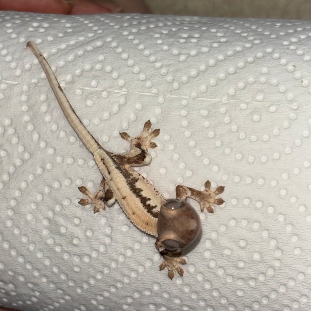 릴리 세이블 릴리화이트 세이블