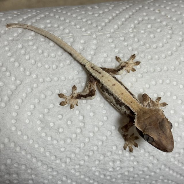 릴리 세이블 릴리화이트 세이블