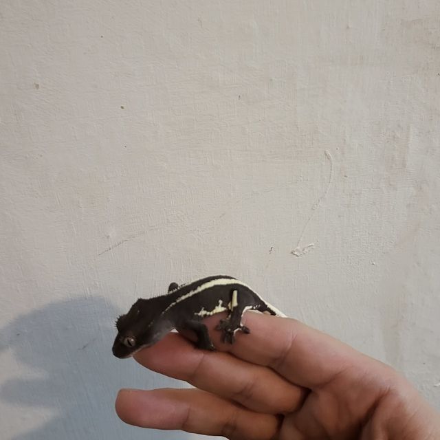 릴잔틱 아잔틱 풀핀