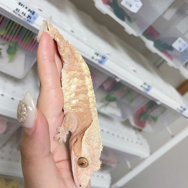 익스트림할리퀸 레드