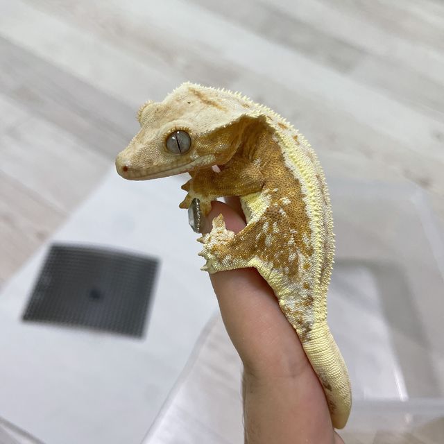 릴리화이트 크림