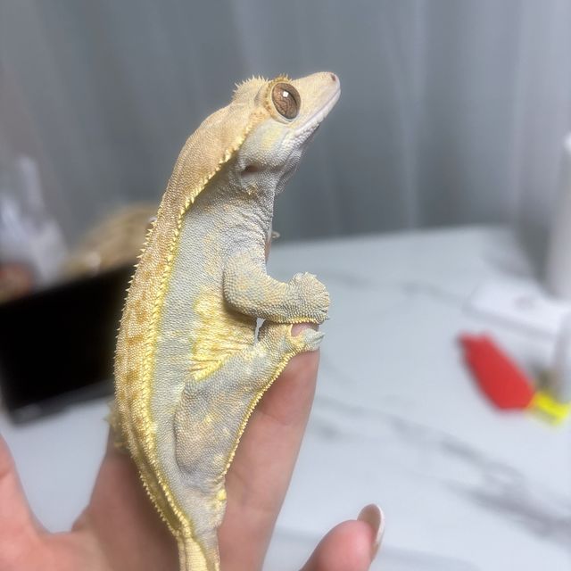 익스트림할리퀸
