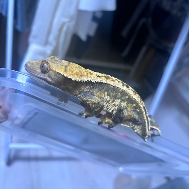 다크 익스트림할리퀸