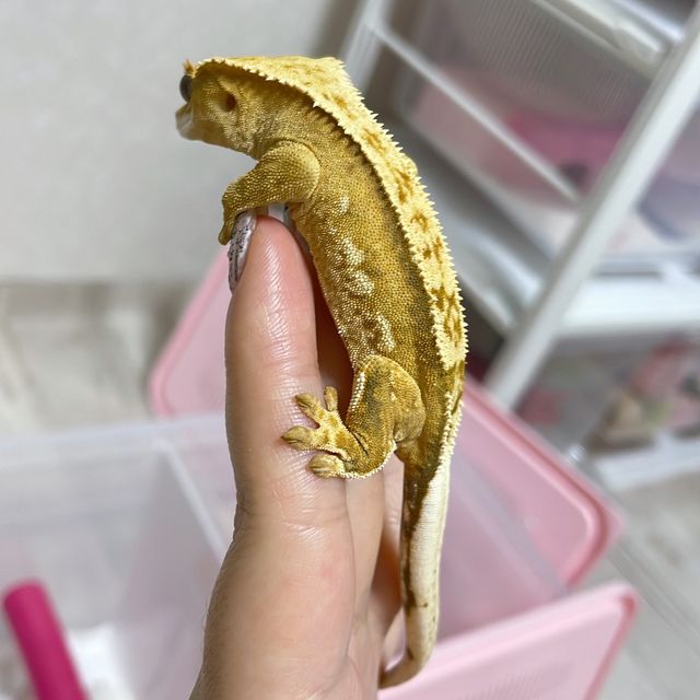 크림시클 크림 옐로우