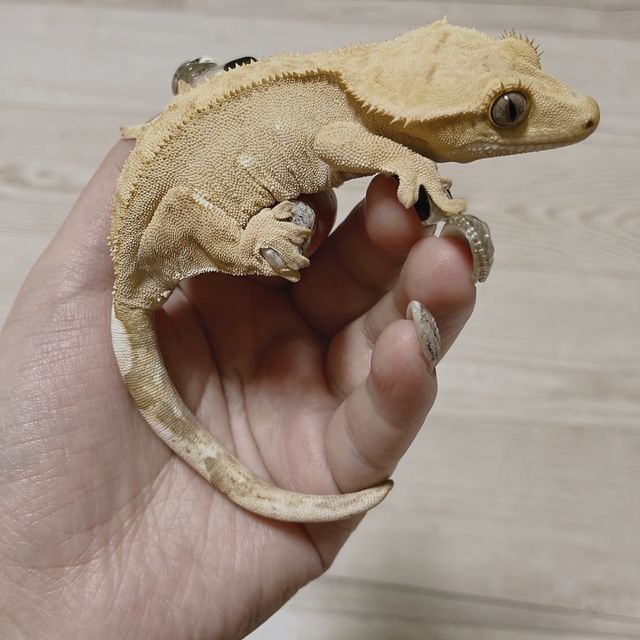 크림시클 옐로우