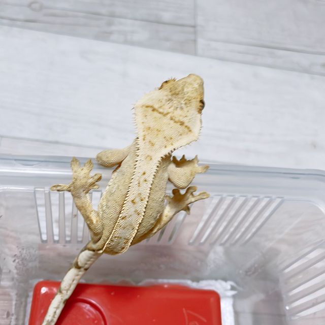 크림 크림시클 옐로우 풀핀