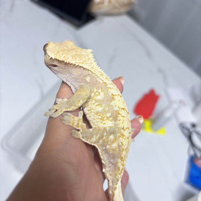 익스트림할리퀸 트라이 드리피