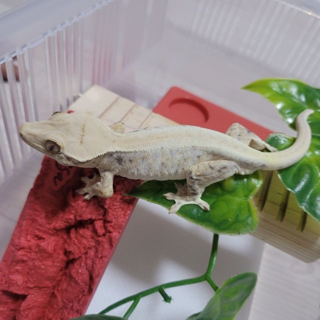 트라이 릴리화이트