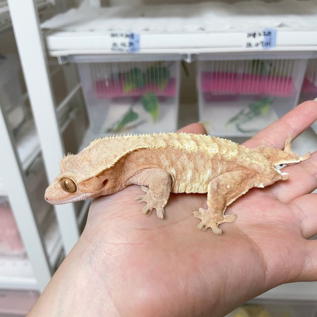 익스트림할리퀸 레드