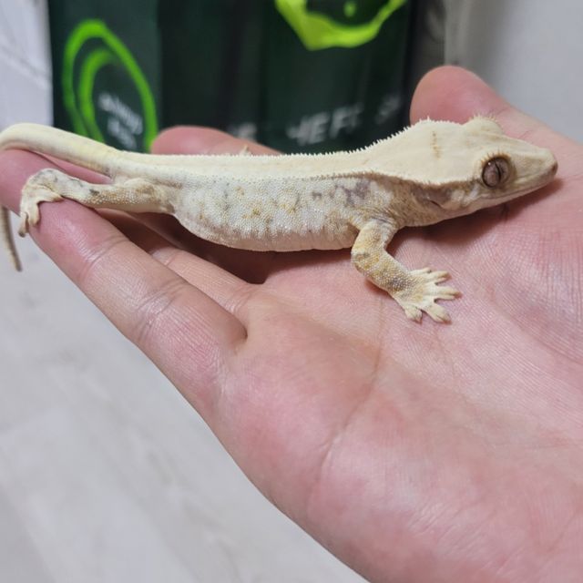 트라이 릴리화이트