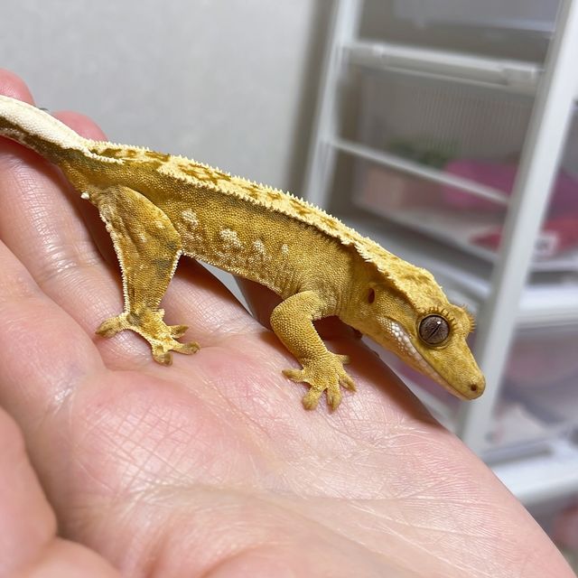 크림시클 크림 옐로우