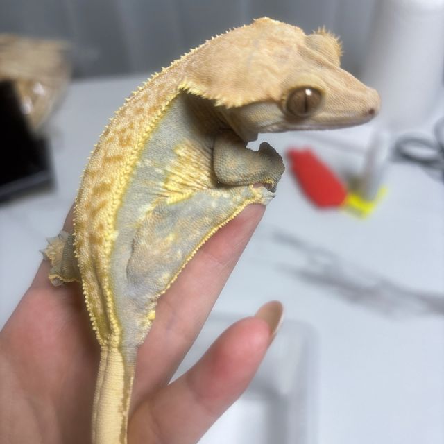익스트림할리퀸