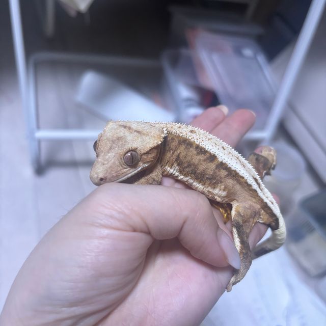 팬텀 릴리화이트