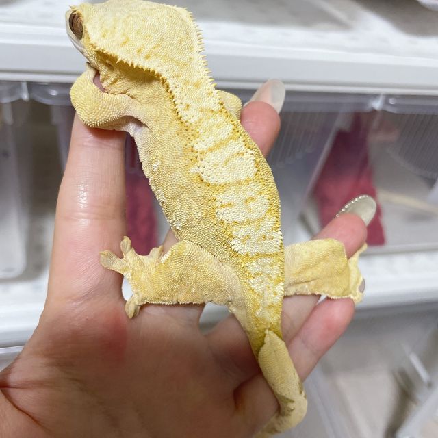 크림