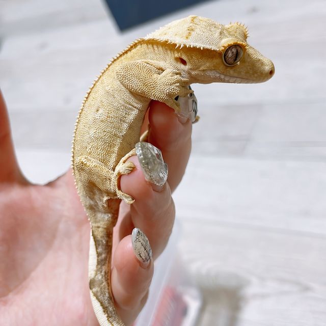 크림 크림시클 옐로우 풀핀