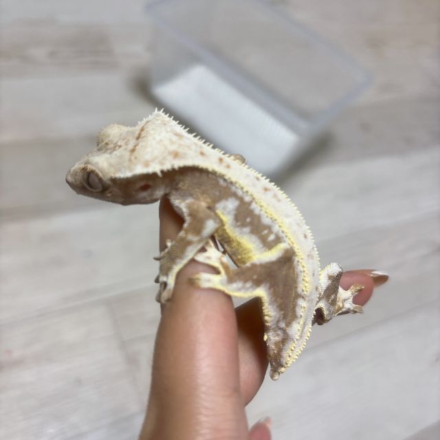릴리화이트
