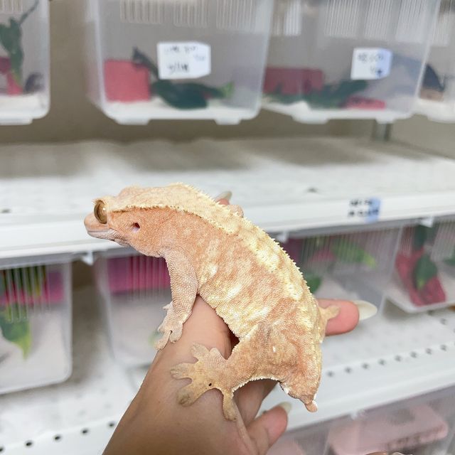 익스트림할리퀸 레드