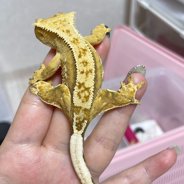 크림시클 크림 옐로우