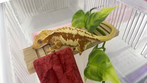 베리맘