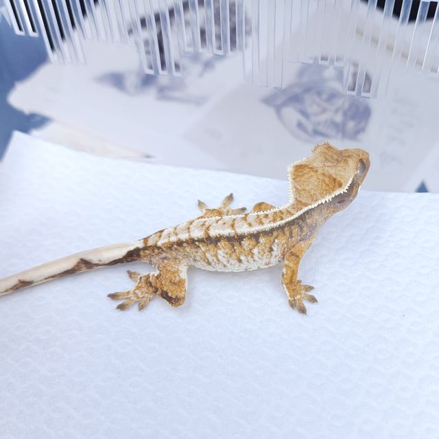 노멀 드리피 트라이