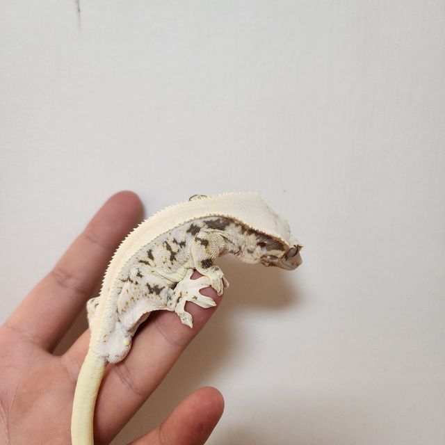 레이지 릴리화이트