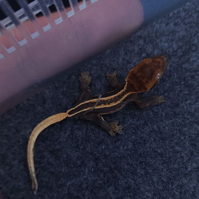 오닉스 엠티백