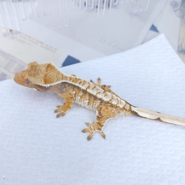 노멀 드리피 트라이