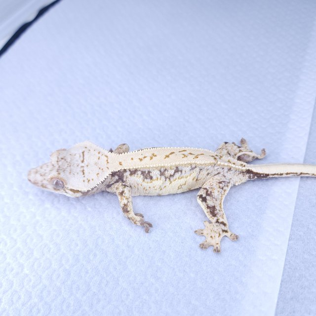 드리피 화이트스팟