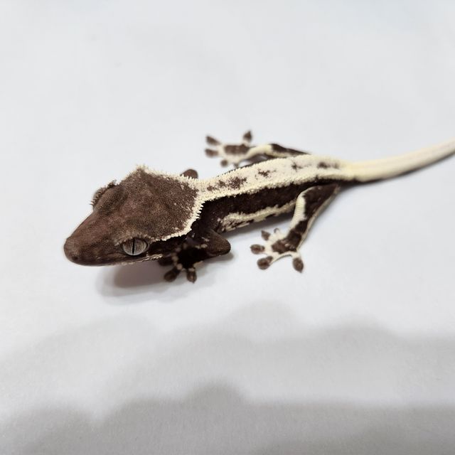 릴잔틱