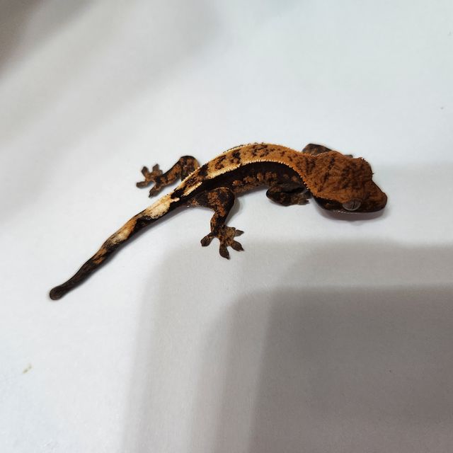 세이블