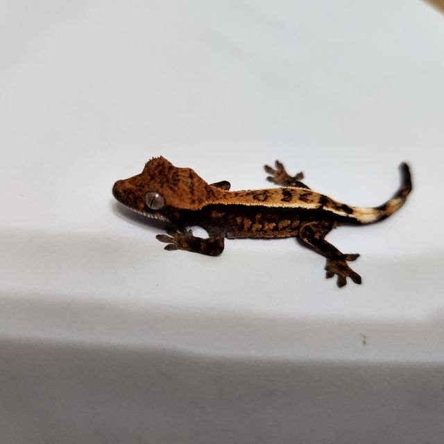세이블