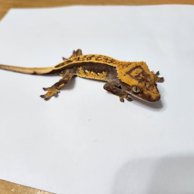 노멀