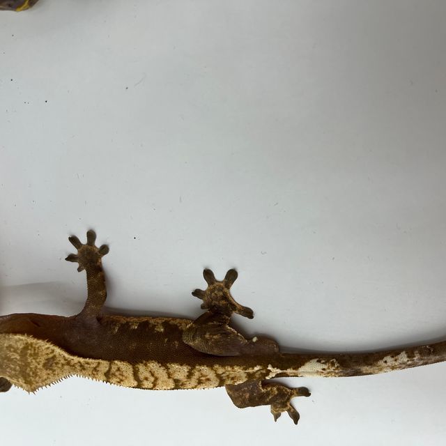 노멀 레드
