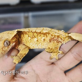 미우 엑조틱라인