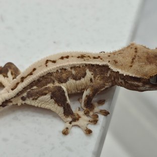 릴리화이트 옐로우 크림시클