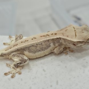 릴리화이트 옐로우