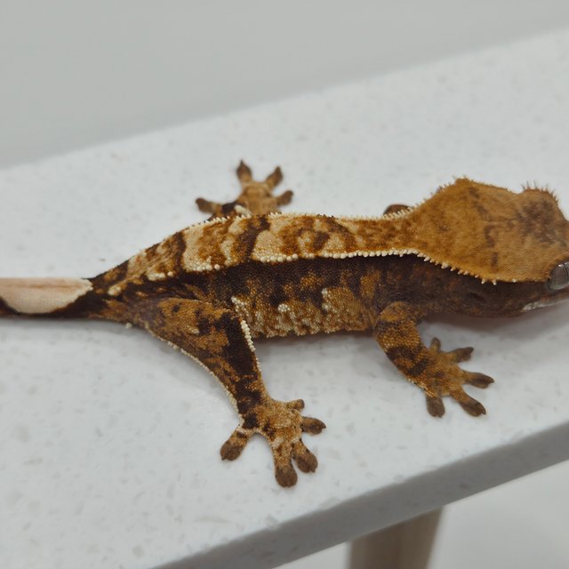 노멀 텐저린 트라이 익스트림할리퀸