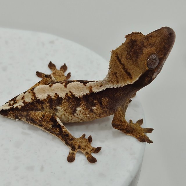 노멀 트라이 익스트림할리퀸