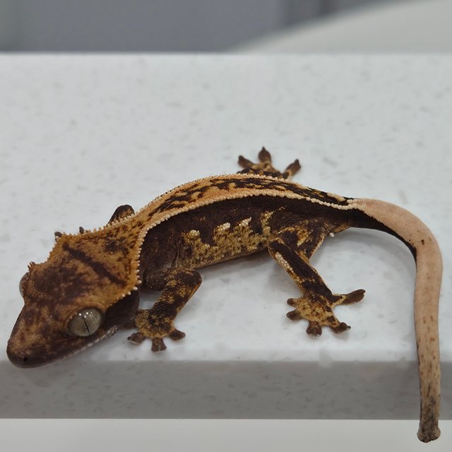 노멀 핀스트라이프 쿼드