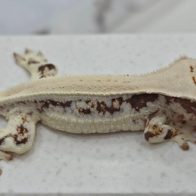 릴리화이트 솔리드백