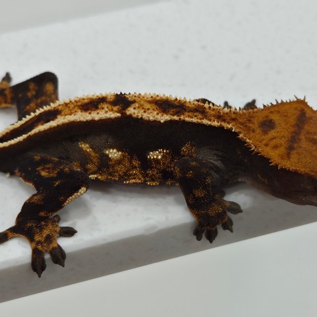 쿼드 노멀 핀스트라이프