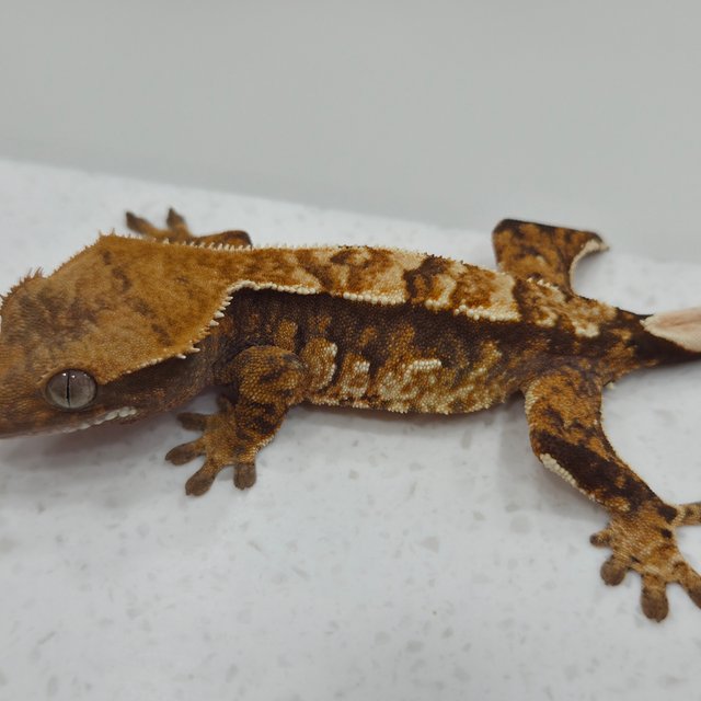 노멀 텐저린 트라이 익스트림할리퀸