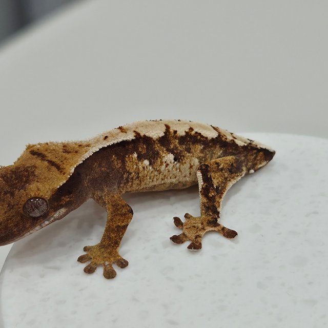 노멀 트라이 익스트림할리퀸