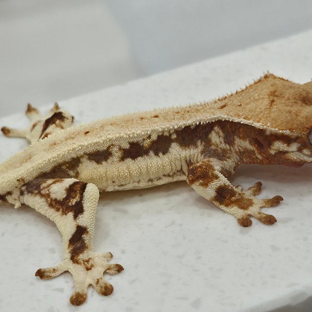 솔리드백 릴리화이트